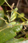 Sticky jointvetch